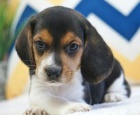 Dotaz k inzeratu nyn k dispozici, krsn a hrav tata beagle samc a samic k dispozici k adopci 12 tdn star na