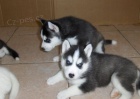 Roztomil ttka husky pro adopci zdarma