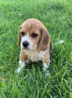 Samci a samice beagle tata k adopci