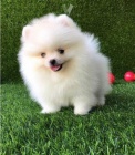 Samci a samice pomeranian tata k adopci