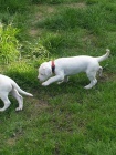 hrav tata Dogo Argentino