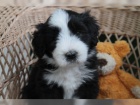 samci a samice tata Bearded Collie