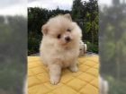 Okouzlujc Pomeranian tata s VDH-FCI papry