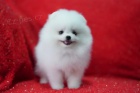 Pomeranian tata (miniaturn)