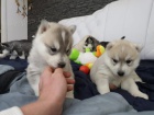istokrevn ttka Sibiskho husky FCI / VDH