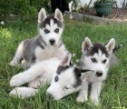 Registrovan TLC sibiskho husky tata