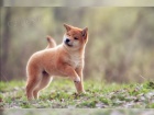 tata Shiba Inus pro nov domovy k adopci