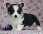 Krsn ttka welsh corgi pembroke pro nov domovy