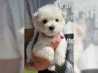 2  West Highland Terrier mini tata ochotn mt nov domovy