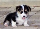 Welsh Pembroke corgi tri barevn t. Byli vychovni v naem dom spolu se svou matkou a ttou.