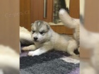 Sibisk husky - tata s PP