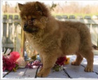 chow chow tata jsou nyn k dispozici pro adopci