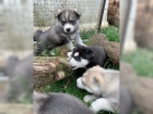 ist plemeno Sibiskho huskyho tata s modrm oima