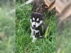 ist plemeno Sibiskho huskyho tata s modrm oima