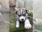 ist plemeno Sibiskho huskyho tata s modrm oima