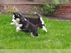 tata sibiskho husky z nejlepch spor