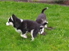 tata sibiskho husky z nejlepch spor