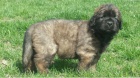 Krsn ttka Leonberger k adopci.