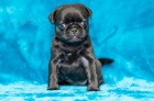 Mops tata k dispozici