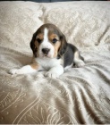 BEAGLE