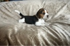 BEAGLE