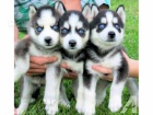 Sibisk Husky tata s PP