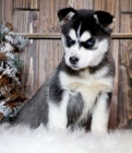 Sibisk Husky tata s PP