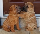 nsk tata Shar-Pei k adopci