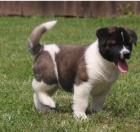 Akita pupiees jsou pipraveny k adopci