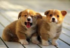 Welsh Pembroke corgi tri barevn t. Byli vychovni v naem dom spolu se svou matkou a ttou. s certifiktem 5 generace, oderven okovn a mikroip