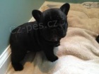 cute french bulldog puppy and bitch ready for new home for more information on picture send your whatsapp number breed: French Bulldog