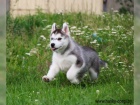 Cistokrevn tenata Sibirsky husky s vbornm rodokmenem.