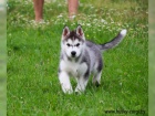 Cistokrevn tenata Sibirsky husky s vbornm rodokmenem.