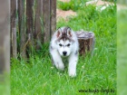 Cistokrevn tenata Sibirsky husky s vbornm rodokmenem.