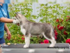 Cistokrevn tenata Sibirsky husky s vbornm rodokmenem.