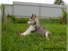 Cistokrevn tenata Sibirsky husky s vbornm rodokmenem.