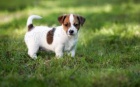 tata  jack russell