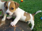 tata  jack russell