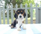 krsn ttka Beagle k dispozici