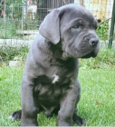 ttka Cane Corso pro nov domov