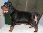 tata Gordon Setter pro adopci