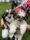 mini tata Shih-Tzu