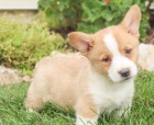 Mil srden velsk Corgi