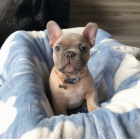 Francouzky Buldo�ky