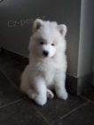 Roztomil samojed ttka k adopci