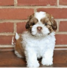 Zdrav tata Shih Tzu k adopci