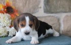 Krsn beagle ttka k adopci.