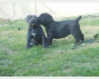 Velkolep ttka Cane Corso