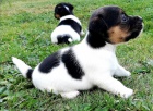 jack russell terrier s PP