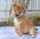 ڞasn tata Shiba Inu jsou k dispozici